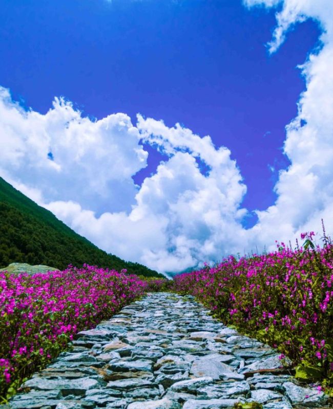 Valley of flowers