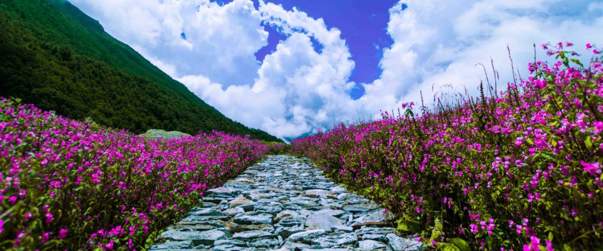 Valley of flowers