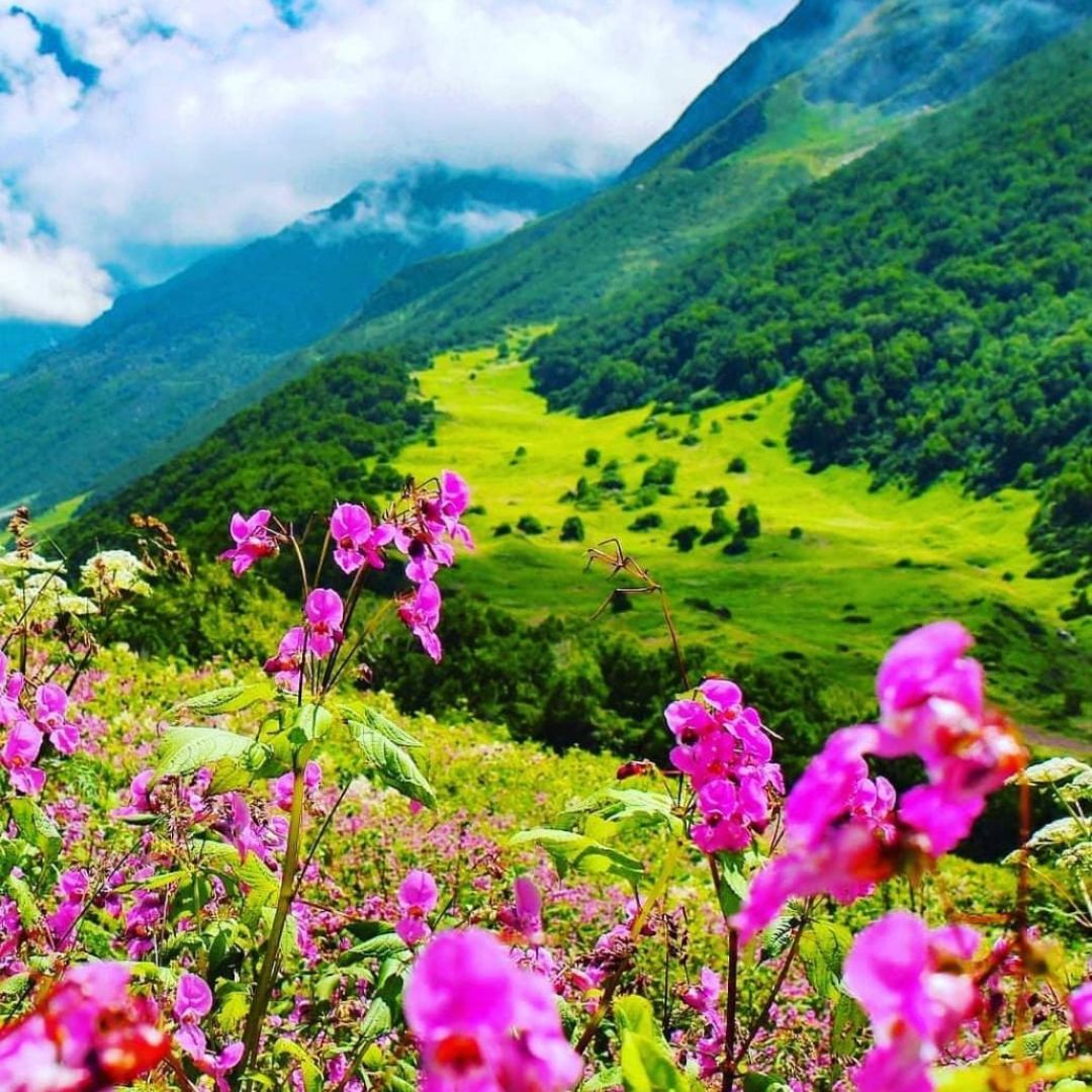 valley of flowers beauty