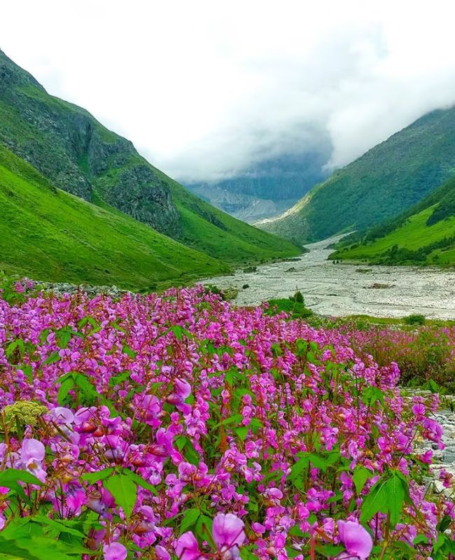 valley of flowers trek
